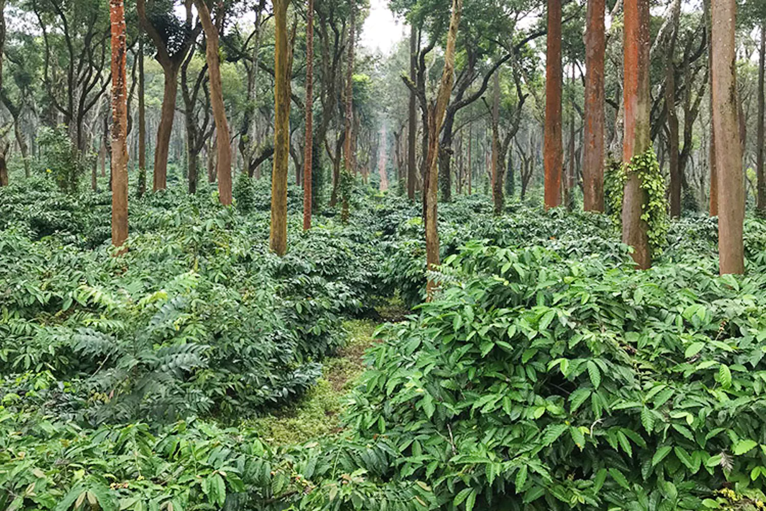 Green plantation